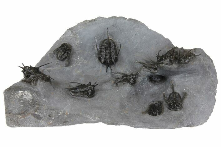 Impressive Cyphaspis Trilobite Cluster With Kayserops - Mrakib #183720